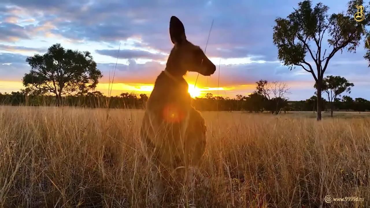 Popular Series of Australian Investment Coins